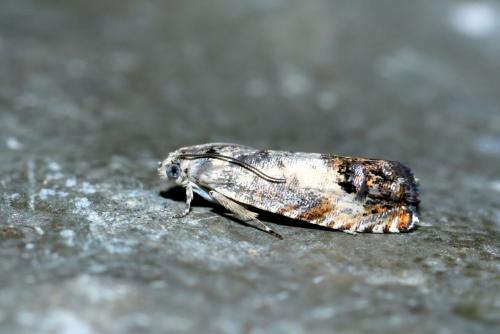 Pammene fasciana